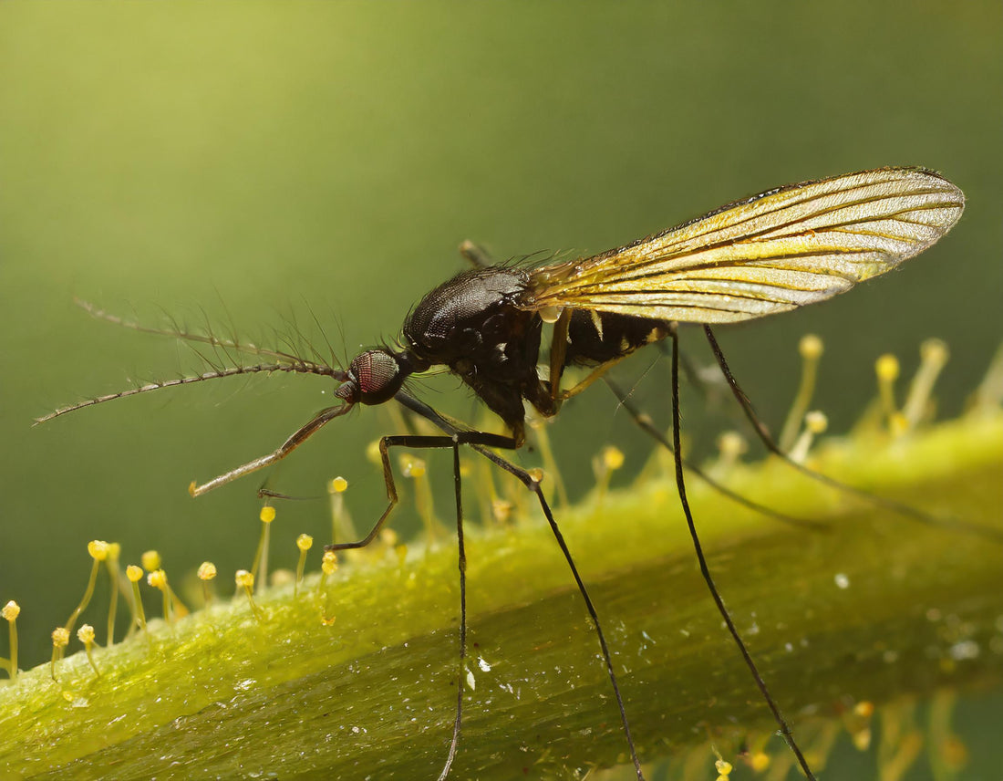 5 Effective Home Remedies for Dealing with Fungus Gnats