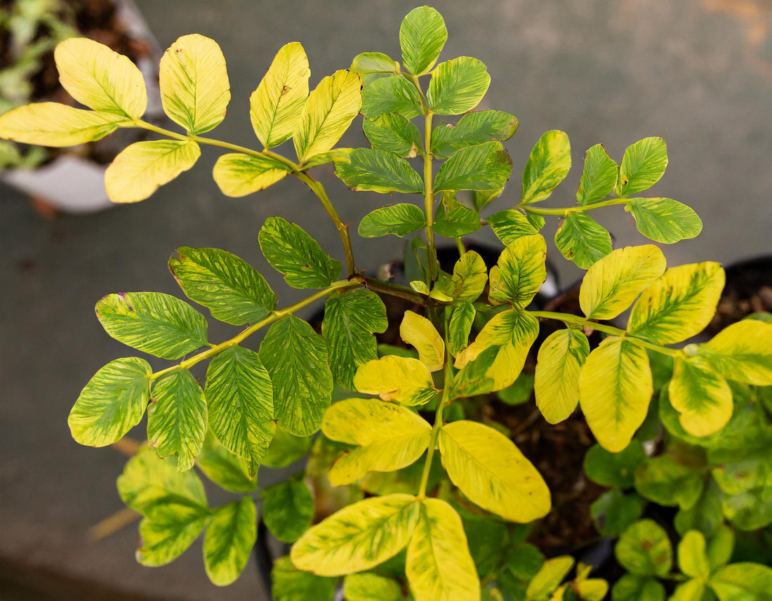 Why Your House Plant Leaves Are Turning Yellow: 5 Common Reasons Explained